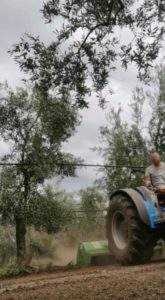 Cosa c'è da sapere sulla coltivazione dell'ulivo