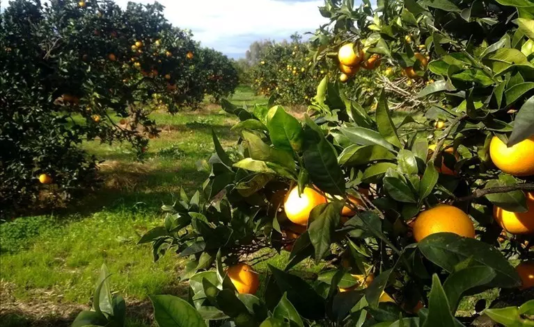 Come coltivare un agrumeto