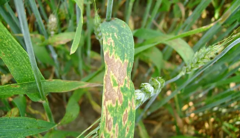 Septoria